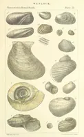 Picture 37 of 63 from Figures of Characteristic British Fossils: with descriptive remarks. vol. 1. Palæozoic (1867), leaf 181