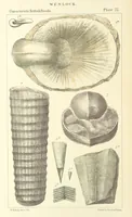 An illustration from Figures of Characteristic British Fossils: with descriptive remarks. vol. 1. Palæozoic (1867)