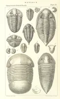 An illustration from Figures of Characteristic British Fossils: with descriptive remarks. vol. 1. Palæozoic (1867)