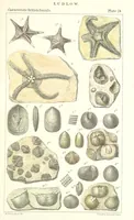 An illustration from Figures of Characteristic British Fossils: with descriptive remarks. vol. 1. Palæozoic (1867)