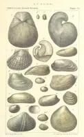 An illustration from Figures of Characteristic British Fossils: with descriptive remarks. vol. 1. Palæozoic (1867)