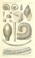 An illustration from Figures of Characteristic British Fossils: with descriptive remarks. vol. 1. Palæozoic (1867)