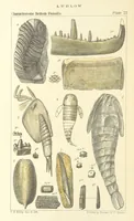 An illustration from Figures of Characteristic British Fossils: with descriptive remarks. vol. 1. Palæozoic (1867)