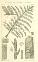 Picture 44 of 63 from Figures of Characteristic British Fossils: with descriptive remarks. vol. 1. Palæozoic (1867), leaf 217