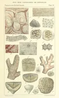 Picture 45 of 63 from Figures of Characteristic British Fossils: with descriptive remarks. vol. 1. Palæozoic (1867), leaf 221
