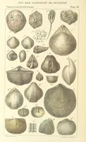 An illustration from Figures of Characteristic British Fossils: with descriptive remarks. vol. 1. Palæozoic (1867)
