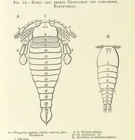 An illustration from Figures of Characteristic British Fossils: with descriptive remarks. vol. 1. Palæozoic (1867)