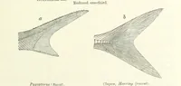 An illustration from Figures of Characteristic British Fossils: with descriptive remarks. vol. 1. Palæozoic (1867)