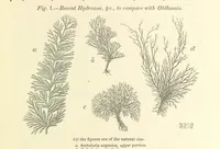 Picture 4 of 63 from Figures of Characteristic British Fossils: with descriptive remarks. vol. 1. Palæozoic (1867), leaf 25