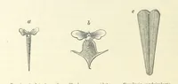 An illustration from Figures of Characteristic British Fossils: with descriptive remarks. vol. 1. Palæozoic (1867)