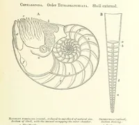 An illustration from Figures of Characteristic British Fossils: with descriptive remarks. vol. 1. Palæozoic (1867)