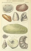 Picture 52 of 63 from Figures of Characteristic British Fossils: with descriptive remarks. vol. 1. Palæozoic (1867), leaf 266