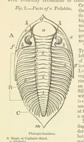 An illustration from Figures of Characteristic British Fossils: with descriptive remarks. vol. 1. Palæozoic (1867)