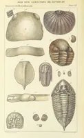 An illustration from Figures of Characteristic British Fossils: with descriptive remarks. vol. 1. Palæozoic (1867)