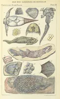 An illustration from Figures of Characteristic British Fossils: with descriptive remarks. vol. 1. Palæozoic (1867)
