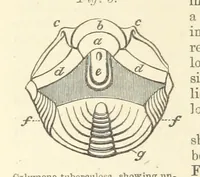 An illustration from Figures of Characteristic British Fossils: with descriptive remarks. vol. 1. Palæozoic (1867)