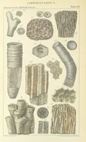 An illustration from Figures of Characteristic British Fossils: with descriptive remarks. vol. 1. Palæozoic (1867)