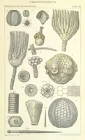 An illustration from Figures of Characteristic British Fossils: with descriptive remarks. vol. 1. Palæozoic (1867)