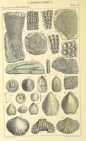 An illustration from Figures of Characteristic British Fossils: with descriptive remarks. vol. 1. Palæozoic (1867)