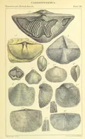 An illustration from Figures of Characteristic British Fossils: with descriptive remarks. vol. 1. Palæozoic (1867)