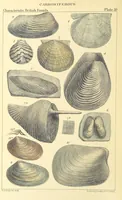 An illustration from Figures of Characteristic British Fossils: with descriptive remarks. vol. 1. Palæozoic (1867)
