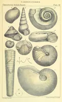 An illustration from Figures of Characteristic British Fossils: with descriptive remarks. vol. 1. Palæozoic (1867)