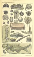 An illustration from Figures of Characteristic British Fossils: with descriptive remarks. vol. 1. Palæozoic (1867)