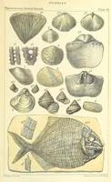 An illustration from Figures of Characteristic British Fossils: with descriptive remarks. vol. 1. Palæozoic (1867)