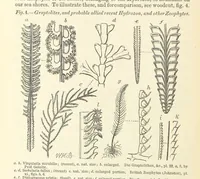 An illustration from Figures of Characteristic British Fossils: with descriptive remarks. vol. 1. Palæozoic (1867)