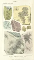 Picture 8 of 63 from Figures of Characteristic British Fossils: with descriptive remarks. vol. 1. Palæozoic (1867), leaf 40