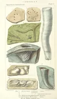 An illustration from Figures of Characteristic British Fossils: with descriptive remarks. vol. 1. Palæozoic (1867)