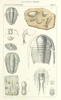 An illustration from Figures of Characteristic British Fossils: with descriptive remarks. vol. 1. Palæozoic (1867)