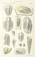 An illustration from Figures of Characteristic British Fossils: with descriptive remarks. vol. 1. Palæozoic (1867)