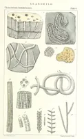Picture 13 of 63 from Figures of Characteristic British Fossils: with descriptive remarks. vol. 1. Palæozoic (1867), leaf 63