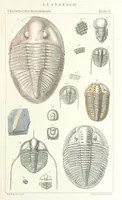 An illustration from Figures of Characteristic British Fossils: with descriptive remarks. vol. 1. Palæozoic (1867)