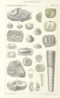 An illustration from Figures of Characteristic British Fossils: with descriptive remarks. vol. 1. Palæozoic (1867)