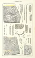 An illustration from Figures of Characteristic British Fossils: with descriptive remarks. vol. 1. Palæozoic (1867)