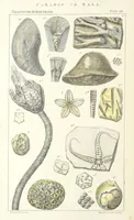 An illustration from Figures of Characteristic British Fossils: with descriptive remarks. vol. 1. Palæozoic (1867)