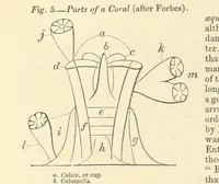 Picture 19 of 63 from Figures of Characteristic British Fossils: with descriptive remarks. vol. 1. Palæozoic (1867), leaf 94