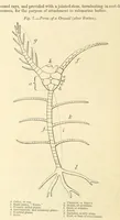 Picture 21 of 63 from Figures of Characteristic British Fossils: with descriptive remarks. vol. 1. Palæozoic (1867), leaf 96