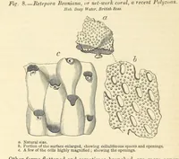 Picture 23 of 63 from Figures of Characteristic British Fossils: with descriptive remarks. vol. 1. Palæozoic (1867), leaf 98