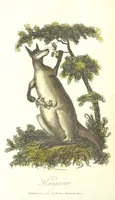 An illustration from The History of New South Wales, including Botany Bay, Port Jackson, Pamaratta [sic], Sydney, and all its dependancies ... with the customs and manners of the natives, and an account of the English colony, from its foundation to the present time ... Enriched with ... coloured prints (1810)
