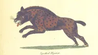 An illustration from The History of New South Wales, including Botany Bay, Port Jackson, Pamaratta [sic], Sydney, and all its dependancies ... with the customs and manners of the natives, and an account of the English colony, from its foundation to the present time ... Enriched with ... coloured prints (1810)