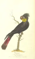 An illustration from The History of New South Wales, including Botany Bay, Port Jackson, Pamaratta [sic], Sydney, and all its dependancies ... with the customs and manners of the natives, and an account of the English colony, from its foundation to the present time ... Enriched with ... coloured prints (1810)