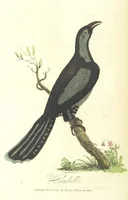 An illustration from The History of New South Wales, including Botany Bay, Port Jackson, Pamaratta [sic], Sydney, and all its dependancies ... with the customs and manners of the natives, and an account of the English colony, from its foundation to the present time ... Enriched with ... coloured prints (1810)