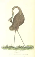 An illustration from The History of New South Wales, including Botany Bay, Port Jackson, Pamaratta [sic], Sydney, and all its dependancies ... with the customs and manners of the natives, and an account of the English colony, from its foundation to the present time ... Enriched with ... coloured prints (1810)