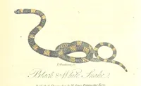 An illustration from The History of New South Wales, including Botany Bay, Port Jackson, Pamaratta [sic], Sydney, and all its dependancies ... with the customs and manners of the natives, and an account of the English colony, from its foundation to the present time ... Enriched with ... coloured prints (1810)