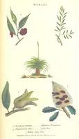 An illustration from The History of New South Wales, including Botany Bay, Port Jackson, Pamaratta [sic], Sydney, and all its dependancies ... with the customs and manners of the natives, and an account of the English colony, from its foundation to the present time ... Enriched with ... coloured prints (1810)