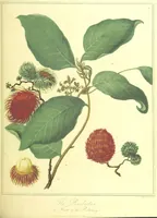 An illustration from A Voyage to Cochin China, in the years 1792, and 1793: containing a general view of the productions, and political importance of this kingdom; and also of such European settlements as were visited on the voyage, with sketches of the manners, character, and condition of their inhabitants. To which is annexed an account of a journey, made in the years 1801 and 1802, to the residence of the chief of the Booshuana nation ... from a manuscript journal [by - Truter] with a chart of the route, etc (1806)