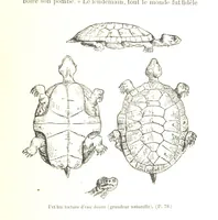 An illustration from A travers le Zanguebar. Voyage ... Par les PP. Baur et Le Roy ... Orné de 45 gravures ... Deuxième édition (1887)